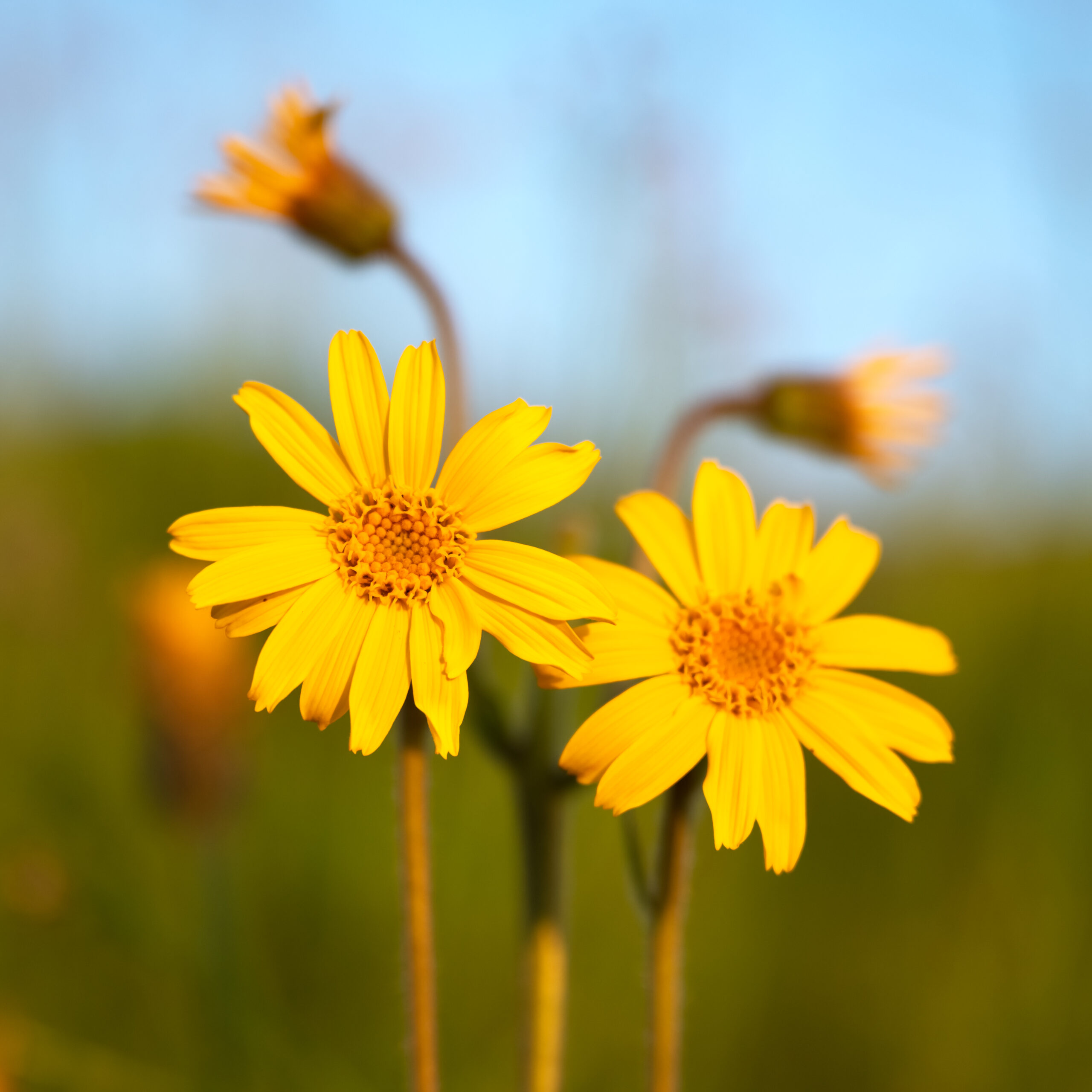 Creme viso lenitive arnica