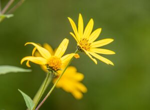 Creme viso lenitive arnica